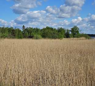 Reetflächen am Bederkesaer See