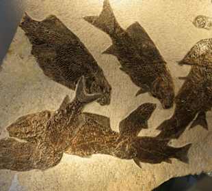 Versteinerte Fische im Ausstellungs-Pavillion