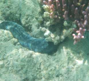 Schnorcheln Hurghada