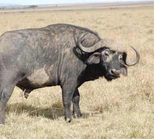 Eindrücke aus der Wildnis