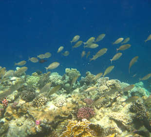 Unterwasserwelt bei grüner Flagge