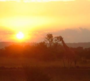 Giraffe im Sonnenuntergang