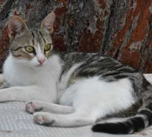 Katze