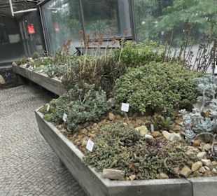Wüstenpflanzen -  Alter Botanischer Garten