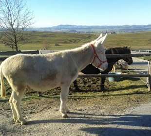 Adventmarkt auf Gut Aiderbichl 2016