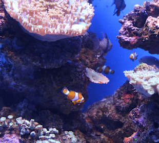 Verschiedene Fische - Nemo