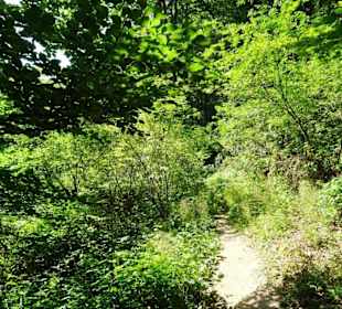 Wanderung durch die Kleine Luxemburger Schweiz