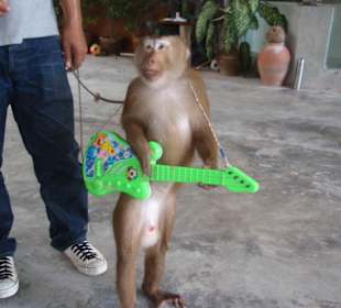 Monkey Theatre