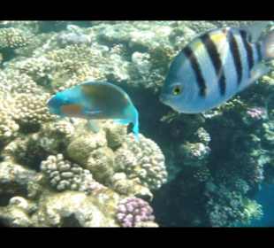 Hotel Reef Oasis Blue Bay