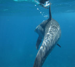 Traumhaft - Delfinausflug Mai 2014