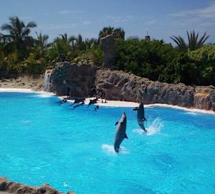 Loro Park show - Puerto de la Cruz