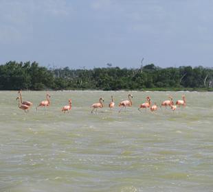 Flamingos