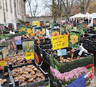 Blumenzwiebel Verkauf