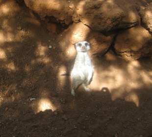 Erdmännchen