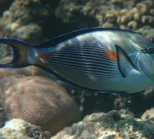 Rafa przy pomoście "Stella"