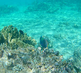 Schnorcheln Hurghada