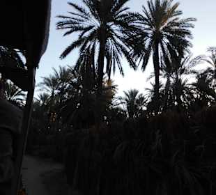 Palmenoase / Datteln in Tunesien
