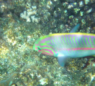 Schöner bunter Fisch am Riff