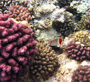 Beim Schnorcheln am Riff