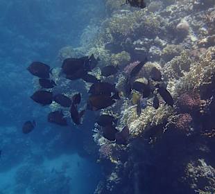 Schnorcheln Sharm el Naga