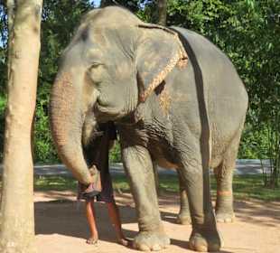 Geretteter Elefant im Sanctuary Park