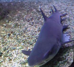 Hurghadatour Dezember 2010