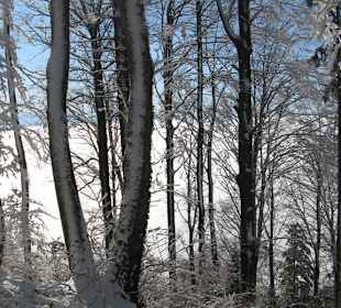 Sneeuw op de Uetliberg