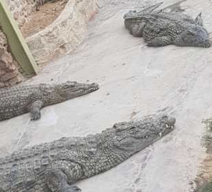 Krokodilfarm Animalia