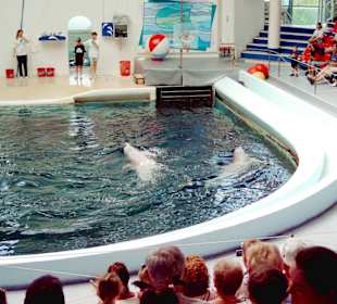 Delphinarium in Varna