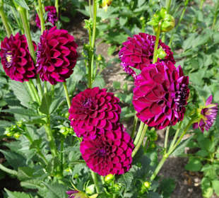 Eindrücke vom Rundgang durch den Park der Gärten