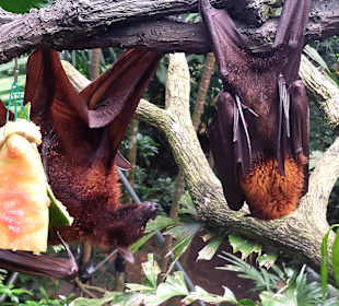 Singapur Zoo