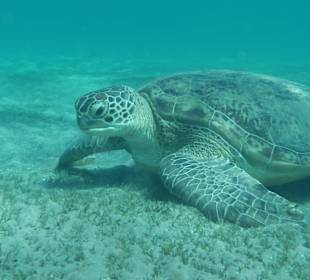Riesenschildkröte in der benachbarten Bucht