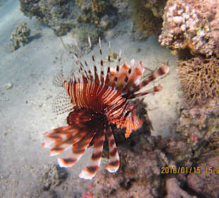 Perutýn v pravé laguně