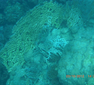 Подводный мир возле отеля