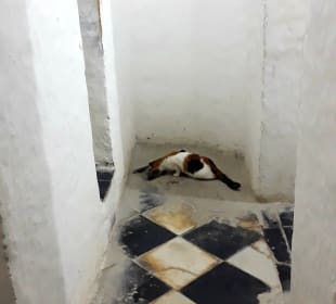 Hamami Katze
