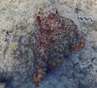 Octopus in coral
