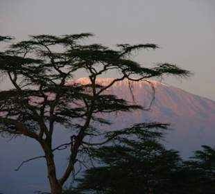 Kilimanjaro im beginnenden Sonnenuntergang