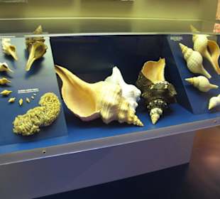 The Bailey-Matthews Shell Museum