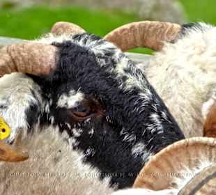 Nahaufnahme eines Schafes im Besucherbereich