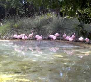 Oasis Park in La Lajita