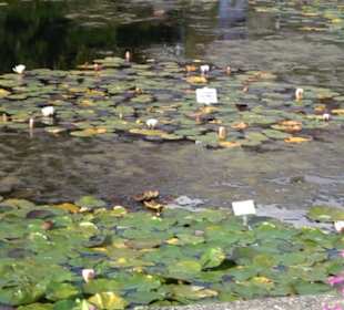 Schmuckhof Botanischer Garten