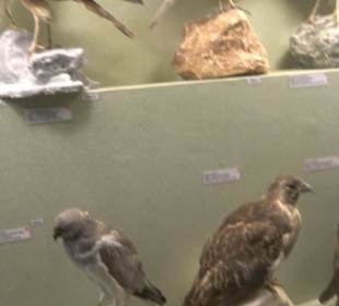 Naturhistorisches Museum