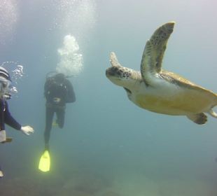 Tauchen mit Schildkröten