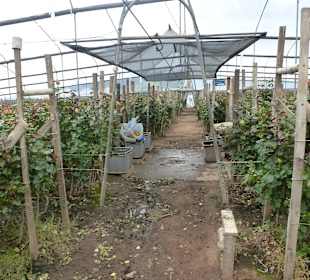 In den Gewächshäusern