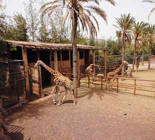 Oasispark - Giraffen - Juli 2015