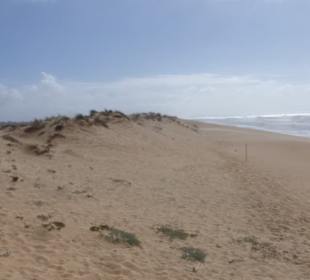 Dünen und Strand auf Ilha do Ancão / Ilha de Faro