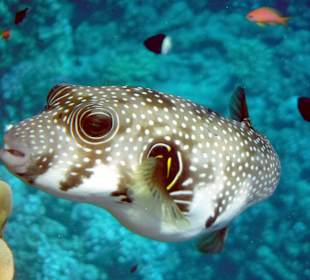 Rwelt Riff Rohanou Beach Resort