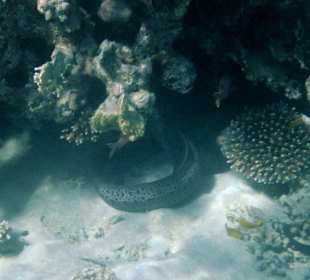 Hausriff Fort Arabesque