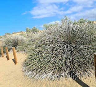 Dünen von Maspalomas