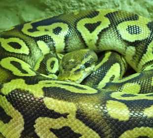 In den Terrarien des Nautiland